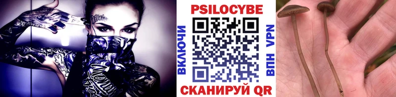 купить наркотик Болгар Псилоцибиновые грибы Cubensis
